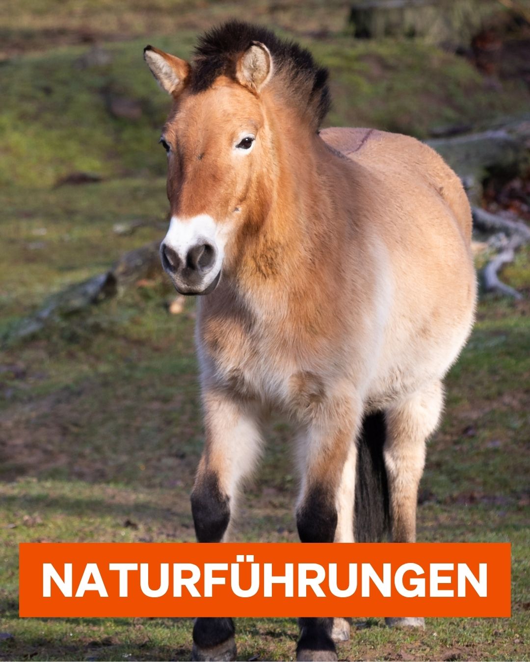 Naturführungen